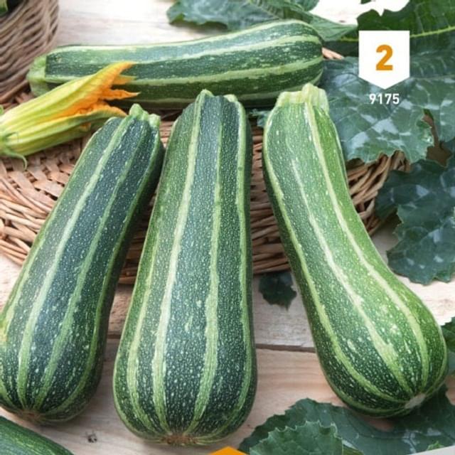 Courgette verte d'Italie