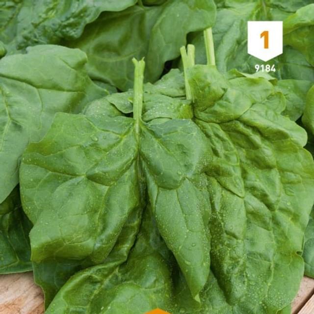 Epinard Monstrueux Viroflay