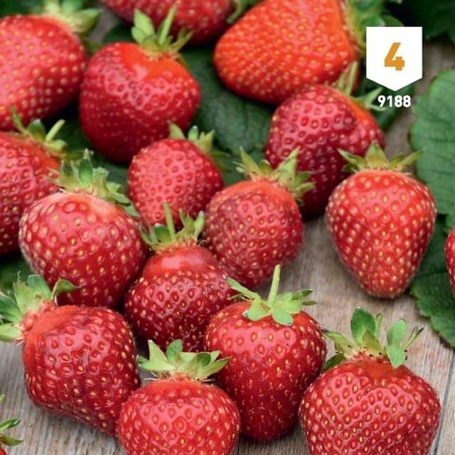 Fraise Temptation