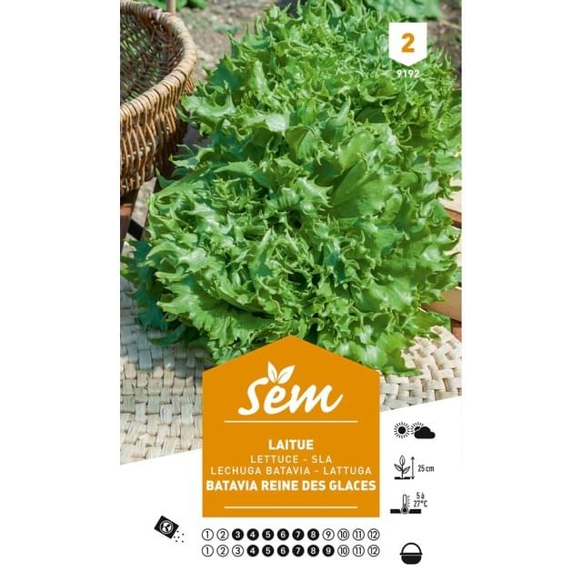 Laitue Batavia Reine des Glaces (sachet)