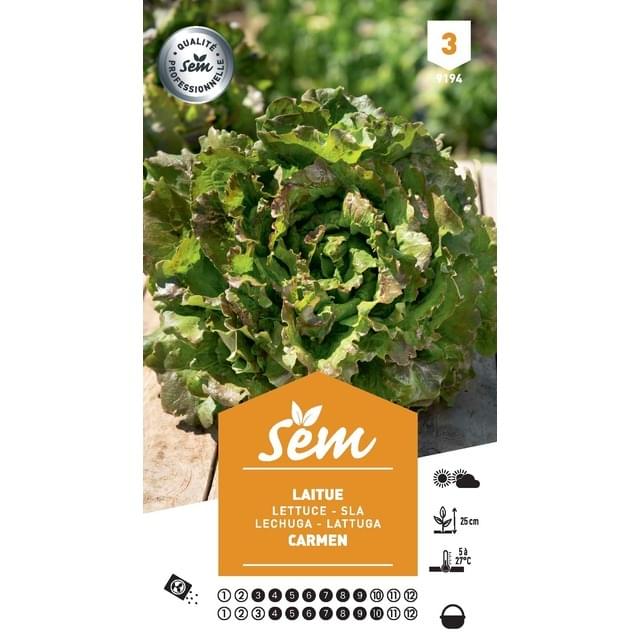Laitue Batavia Carmen (sachet)