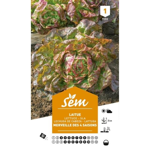 Laitue Merveille des 4 Saisons (sachet)