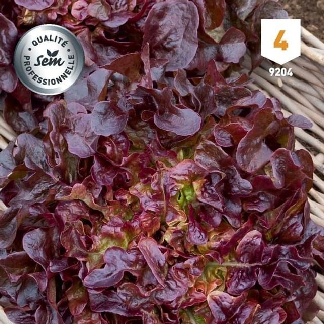 Laitue Feuille de Chêne rouge Belgarde