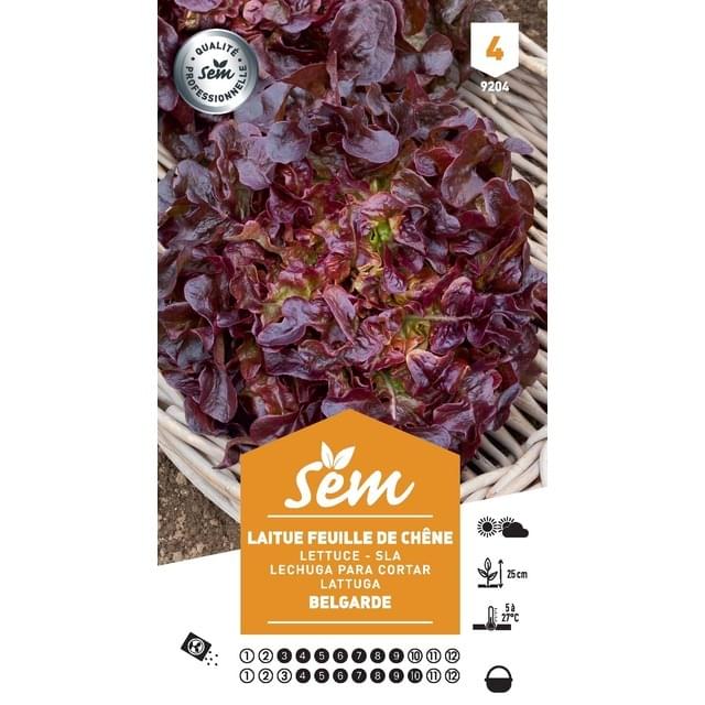 Laitue Feuille de Chêne rouge Belgarde (sachet)