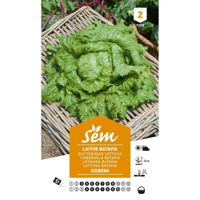 Laitue Iceberg (sachet)