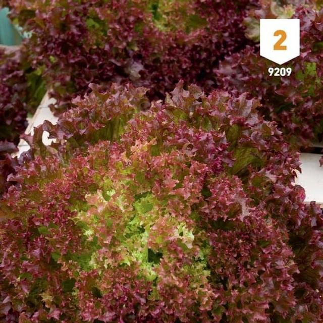 Laitue Lollo Rossa