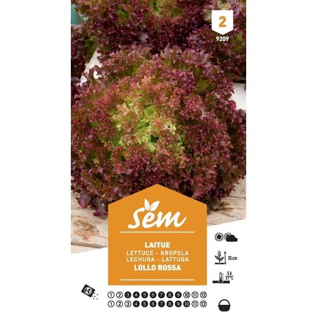 Laitue Lollo Rossa (sachet)