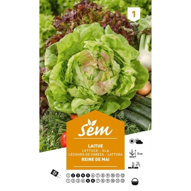 Laitue Reine de Mai (sachet)