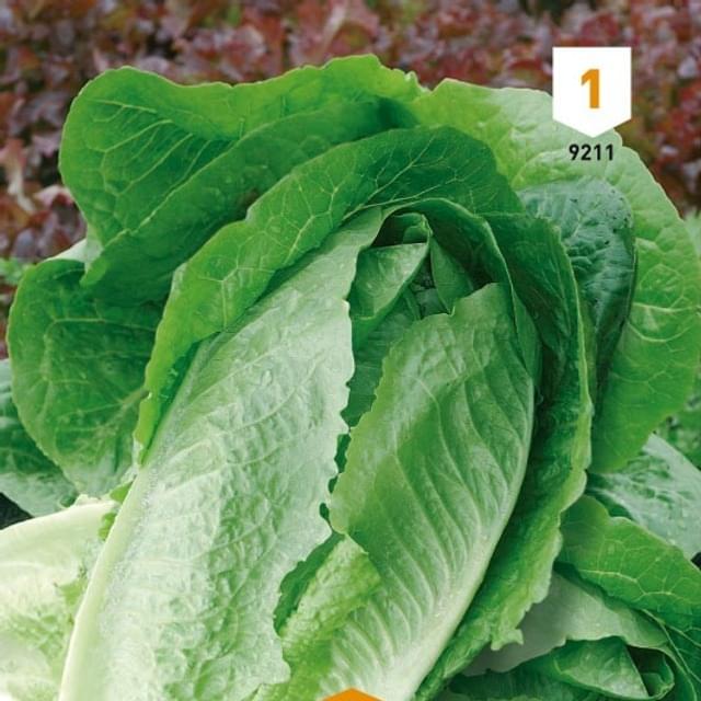 Laitue Romaine Blonde maraîchère