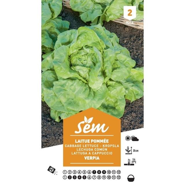 Laitue Verpia (sachet)