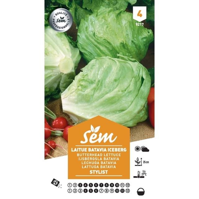 Laitue Iceberg Stylist (sachet)