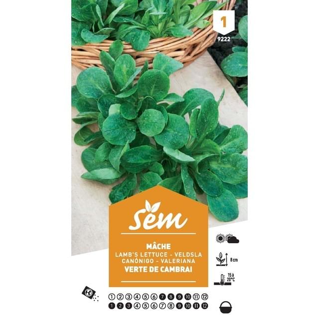 Mâche verte de Cambrai (sachet)