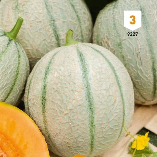 Melon Charentais