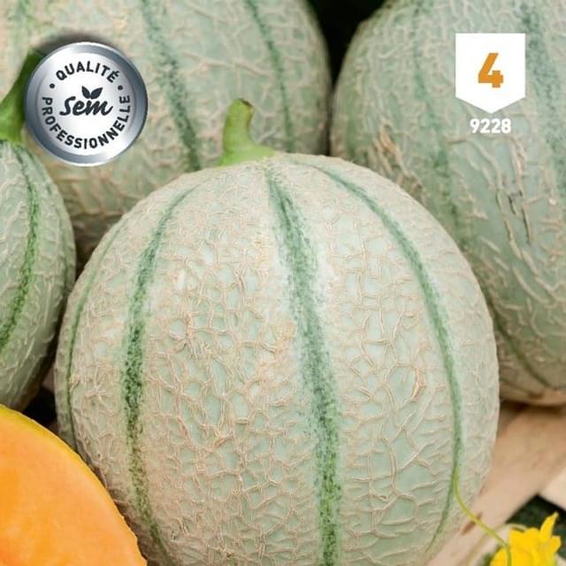 Melon Stellio F1