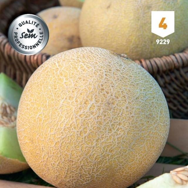 Melon Galia F1