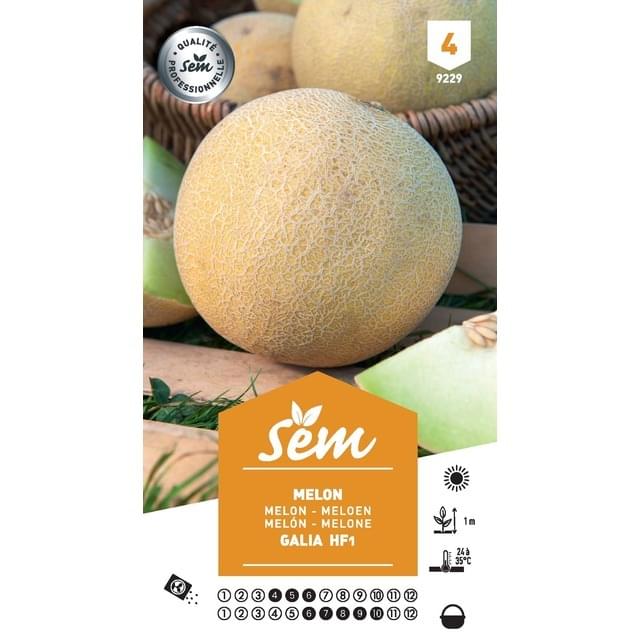 Melon Galia F1 (sachet)
