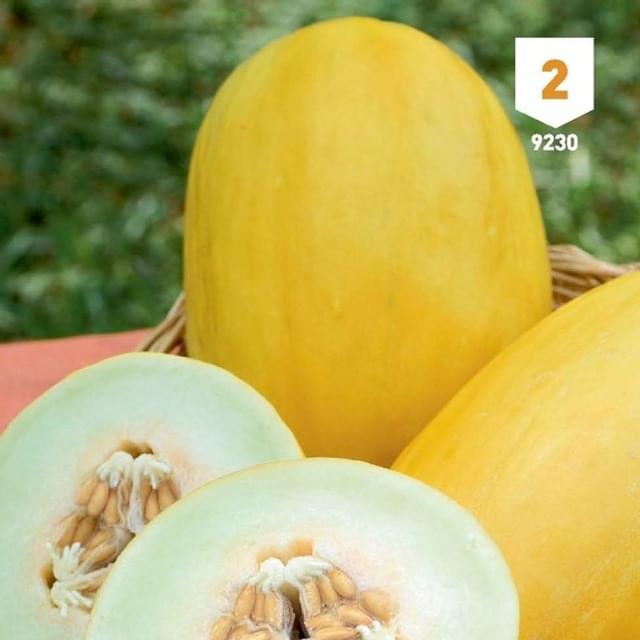 Melon Canari variété ancienne