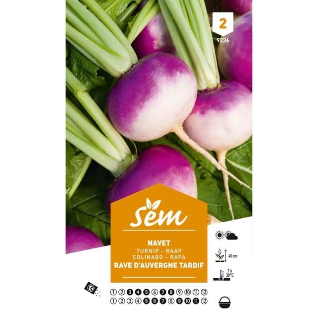 Navet rave d’Auvergne tardif (sachet)