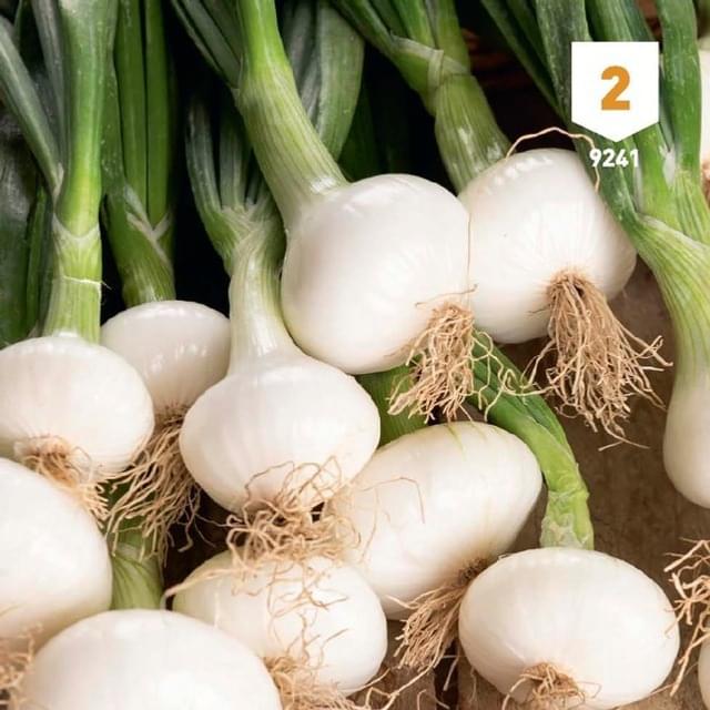 Oignon blanc hâtif de Barletta