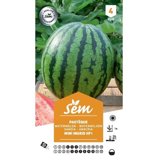 Pastèque Mini Ingrid F1 (sachet)