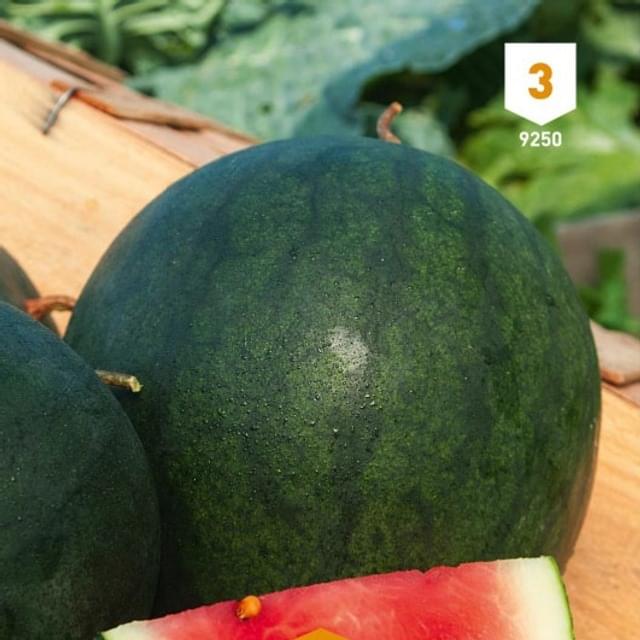Pastèque Sugar Baby Melon d'eau