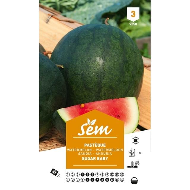 Pastèque Sugar Baby Melon d'eau (sachet)