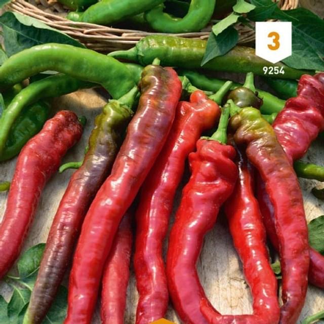 Piment doux long des Landes