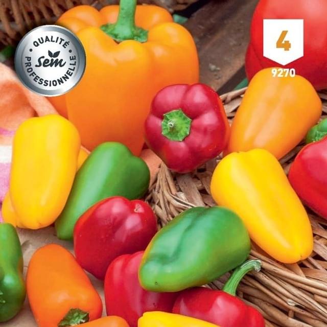 Poivron mini Snack Peppers mix