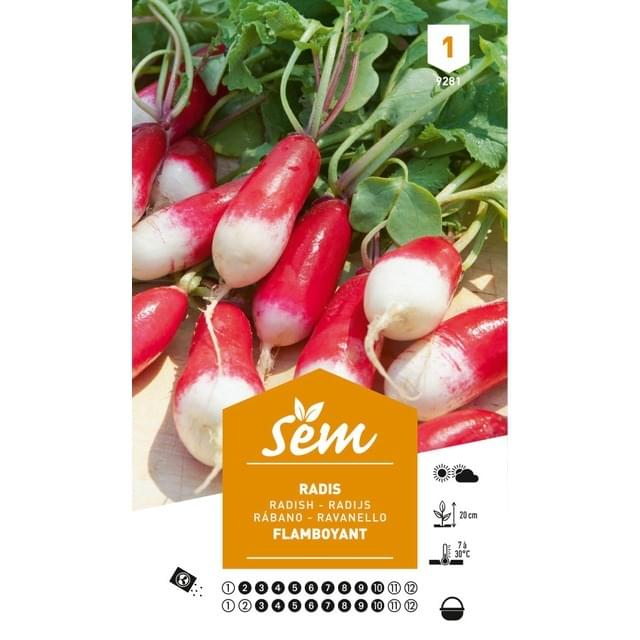 Radis flamboyant (sachet)