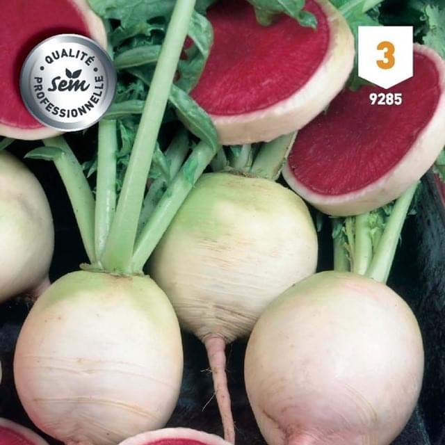 Radis pastèque Red Meat