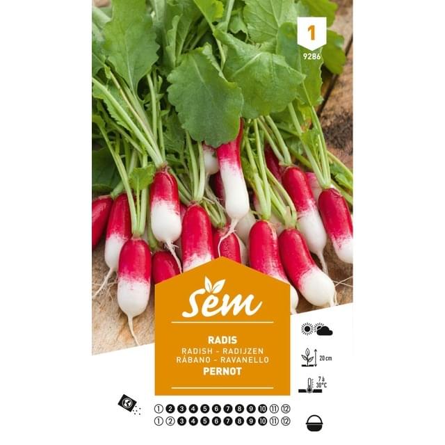 Radis Pernot (sachet)
