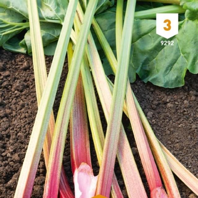 Rhubarbe