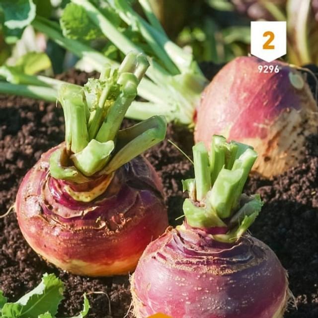 Rutabaga Champion à collet rouge