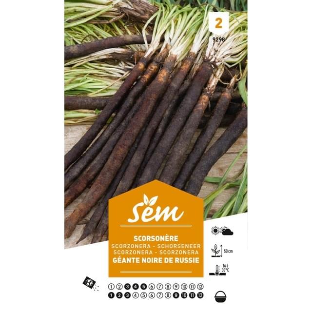 Scorsonère géante noire de Russie (sachet)