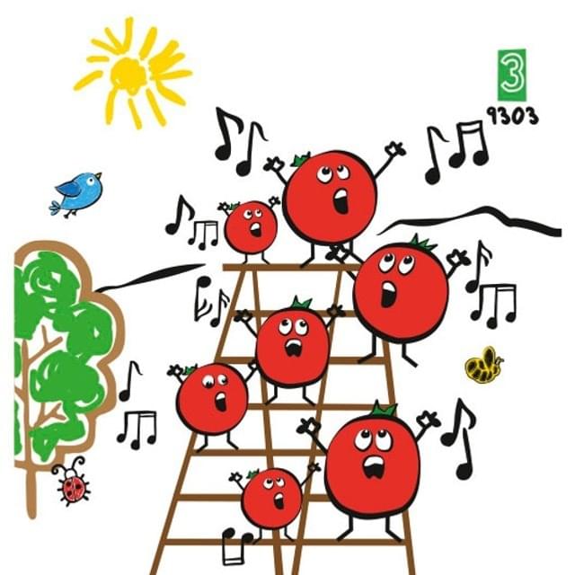 Tomate cerise sweet 100