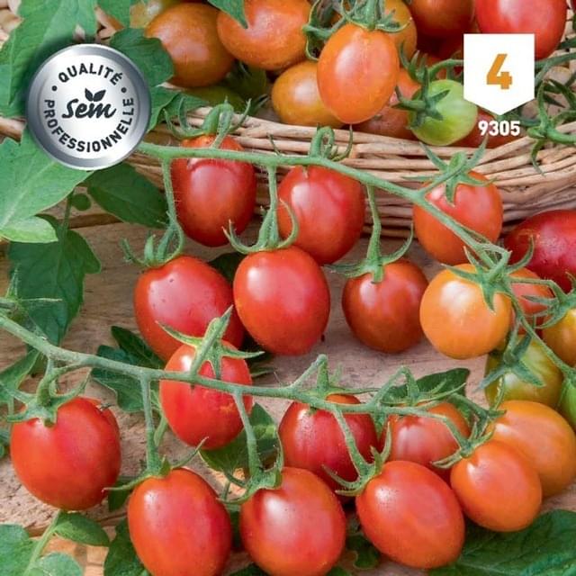 Tomate cerise coeur de pigeon apéro F1