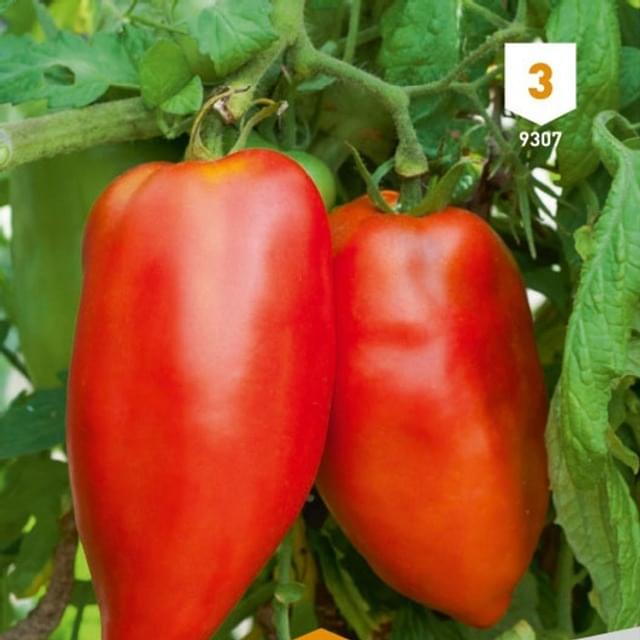 Tomate cornue des Andes