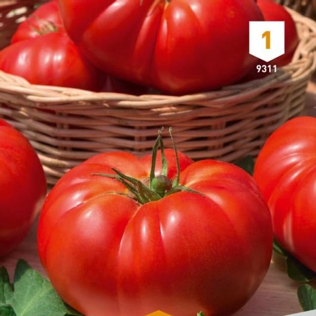 Tomate Marmande