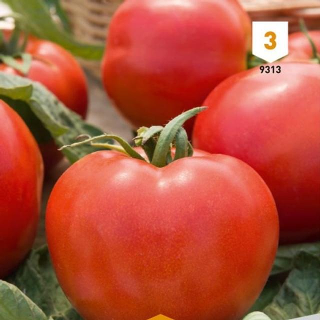 Tomate Montfavet 63/5