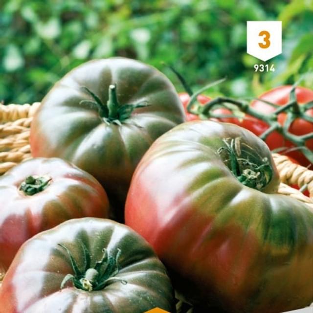 Tomate Noire de Crimée
