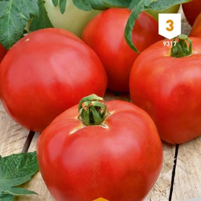 Tomate Pyros