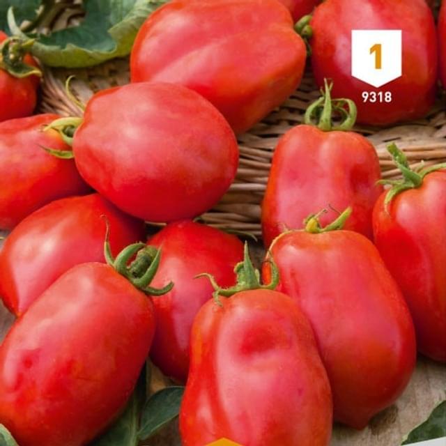 Tomate Roma