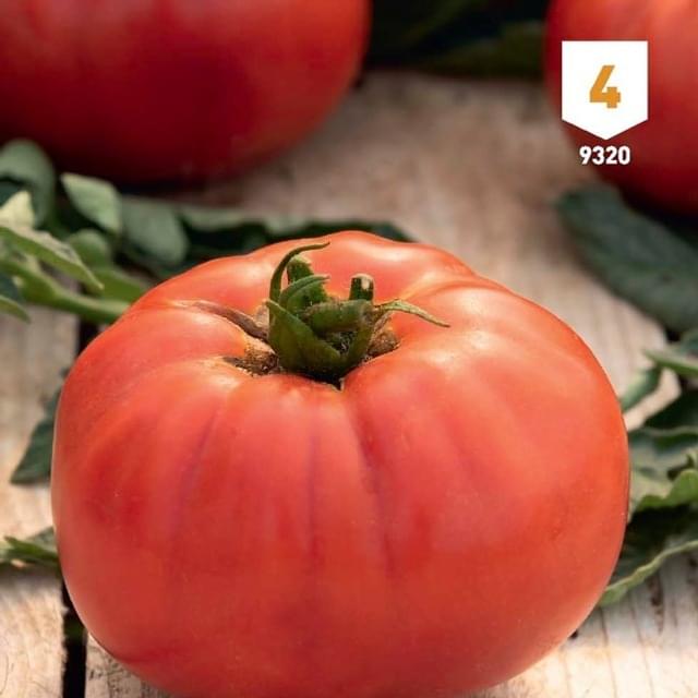 Tomate Brutus F1