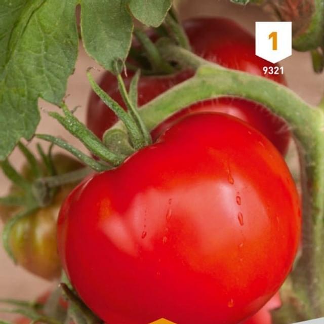 Tomate Saint-Pierre