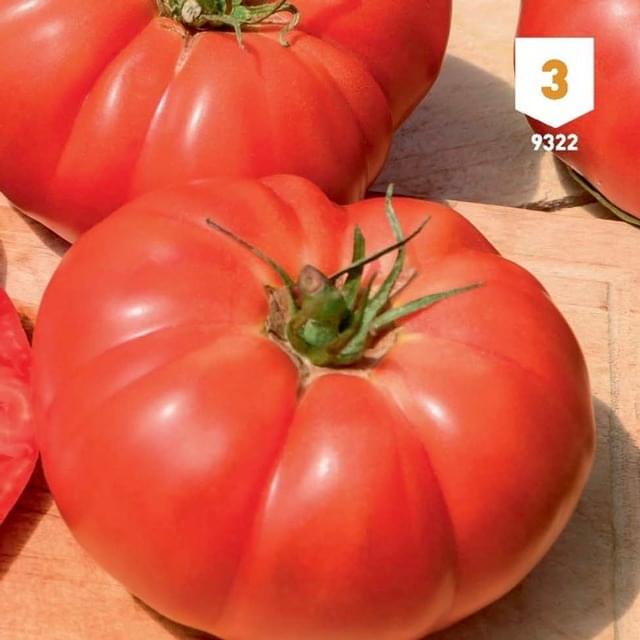 Tomate Supersteack F1