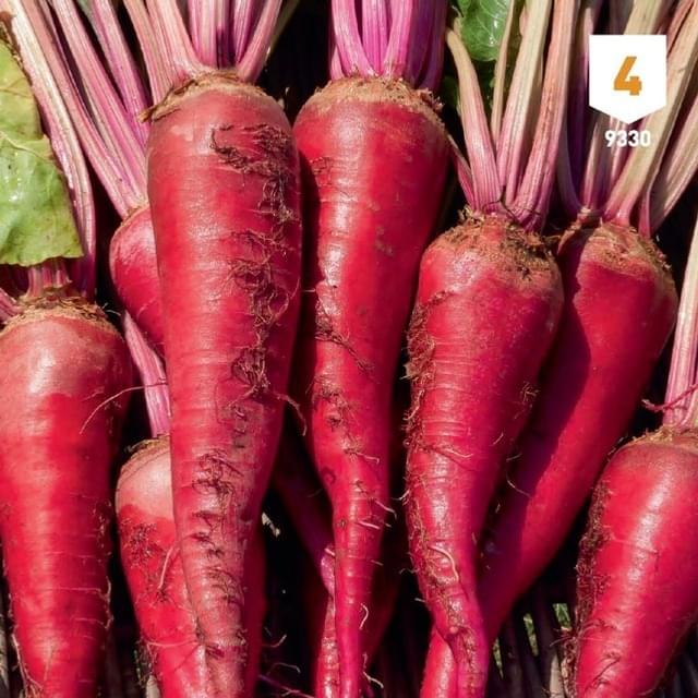 Betterave fourragère géant rouge XXL