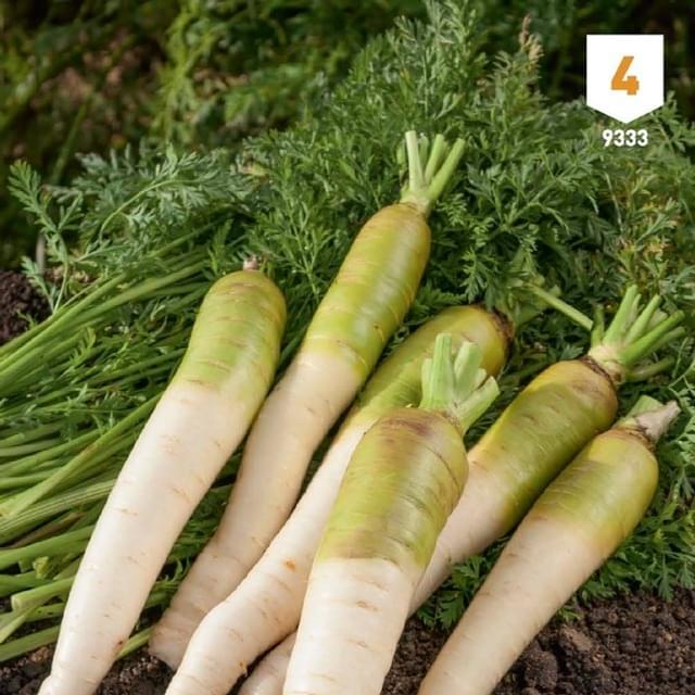 Carotte fourragère blanche à collet vert XXL