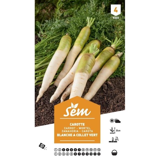 Carotte fourragère blanche à collet vert XXL (sachet)