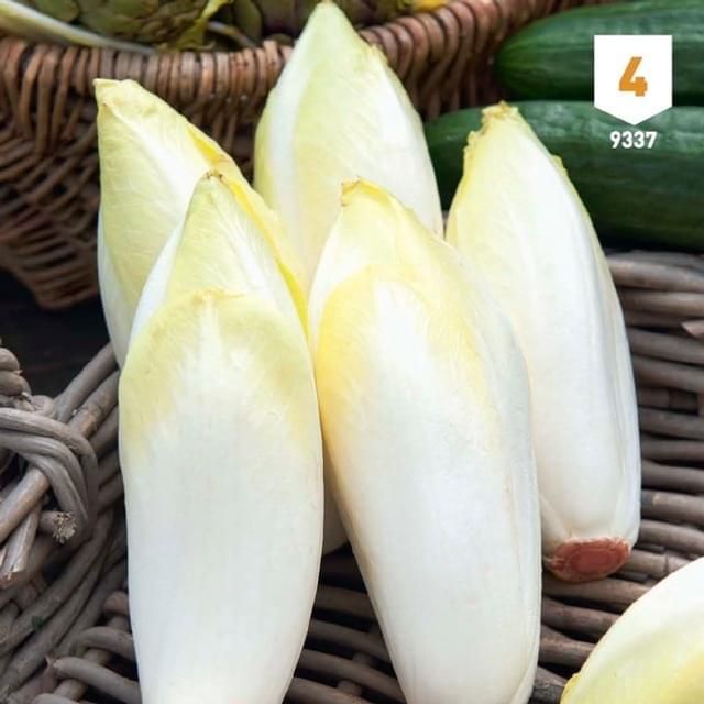 Chicorée endive Witlof  XXL