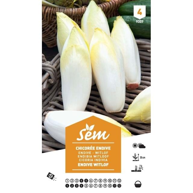 Chicorée endive Witlof  XXL (sachet)